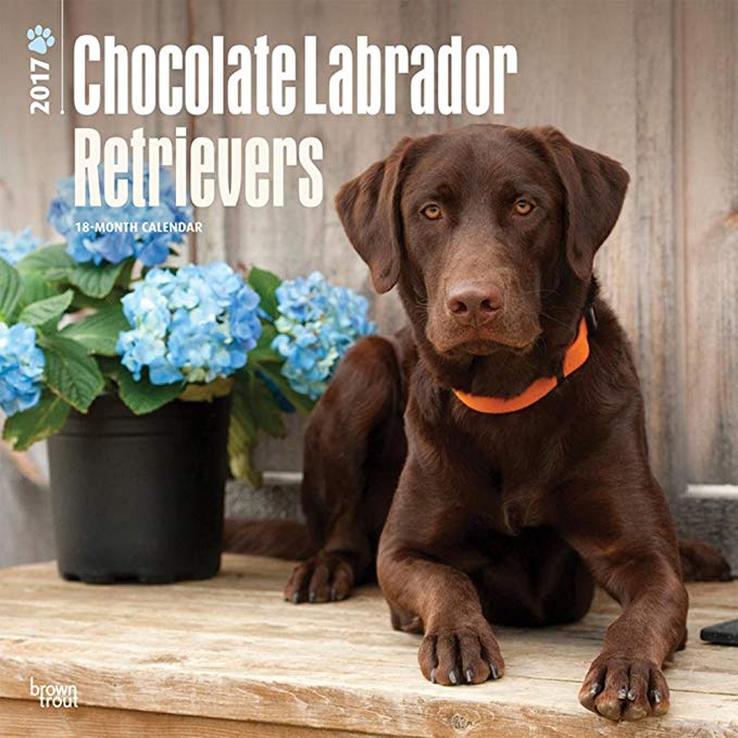 Chocolate Labrador Retrievers - 2017 Calendar 12 x 12in